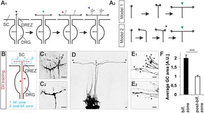 S-palmitoylation Is Required for the Control of Growth Cone Morphology of DRG Neurons by CNP-Induced cGMP Signaling